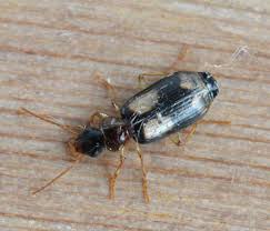 Attēlu rezultāti vaicājumam “Dromius quadrimaculatus”