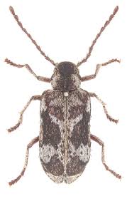 Attēlu rezultāti vaicājumam “Isomira murina”