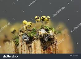 Attēlu rezultāti vaicājumam “Physarum viride var. aurantium”