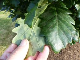 Attēlu rezultāti vaicājumam “Quercus robur Fastigiata leaf”