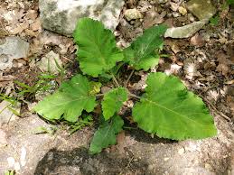 Attēlu rezultāti vaicājumam “Microrrhinum minus leaf”
