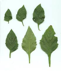 Attēlu rezultāti vaicājumam “Solanum nigrum leaf”
