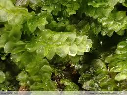 Attēlu rezultāti vaicājumam “Calypogeia fissa”