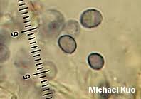 Attēlu rezultāti vaicājumam “Physarum auriscalpium sessile”