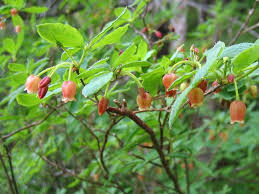 Attēlu rezultāti vaicājumam “Menziesia ferruginea flower”