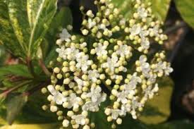 Attēlu rezultāti vaicājumam “Adoxaceae”