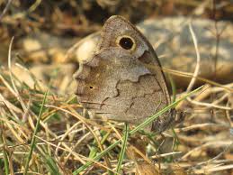 Attēlu rezultāti vaicājumam “Hipparchia alcyone”