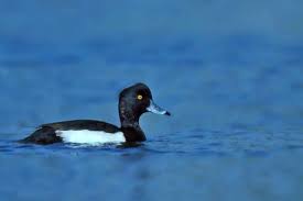 Attēlu rezultāti vaicājumam “Aythya fuligula”