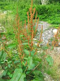 Attēlu rezultāti vaicājumam “Rumex obtusifolius flower”