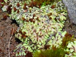 Attēlu rezultāti vaicājumam “Riccia sorocarpa”