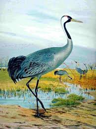 Attēlu rezultāti vaicājumam “Grus grus nest”