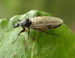 Attēlu rezultāti vaicājumam “Bibionidae female”