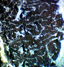 Attēlu rezultāti vaicājumam “Lycogala fuscoolearium macro”