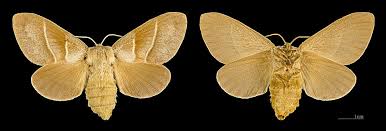 Attēlu rezultāti vaicājumam “Macrothylacia rubi larva”