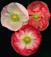 Image result for Papaver rhoeas 'Shirley'
