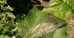 Attēlu rezultāti vaicājumam “Yponomeuta evonymella imago”