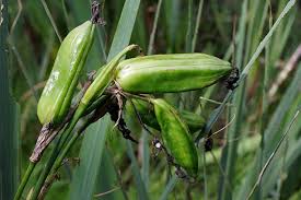 Attēlu rezultāti vaicājumam “Iris pseudacorus fruit”