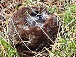 Attēlu rezultāti vaicājumam “Sarcosoma globosum”