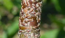 Attēlu rezultāti vaicājumam “Lepidosaphes ulmi”