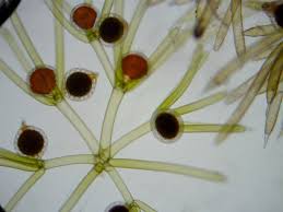 Attēlu rezultāti vaicājumam “Nitella sp.”