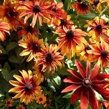 Image result for Rudbeckia