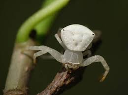 Attēlu rezultāti vaicājumam “Thomisidae”