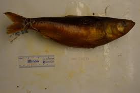 Image result for Alosa chrysochloris