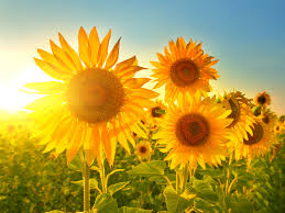 Image result for Sonnenblume