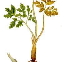 Attēlu rezultāti vaicājumam “Botrychium multifidum”