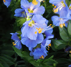 Image result for Polemonium coeruleum