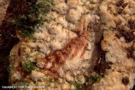 Attēlu rezultāti vaicājumam “Physisporinus sanguinolentus”