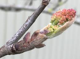 Attēlu rezultāti vaicājumam “Sorbus aucuparia bud”