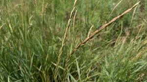 Attēlu rezultāti vaicājumam “Elytrigia repens subsp. arenosa”