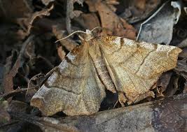 Attēlu rezultāti vaicājumam “Selenia dentaria imago”