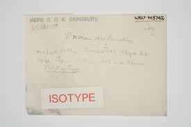 Attēlu rezultāti vaicājumam “Pohlia elongata”