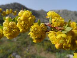 Attēlu rezultāti vaicājumam “Berberis”