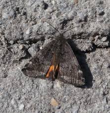 Attēlu rezultāti vaicājumam “Boudinotiana notha”