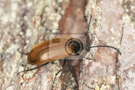 Attēlu rezultāti vaicājumam “Pseudocistela ceramboides”