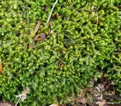 Attēlu rezultāti vaicājumam “Bazzania trilobata”