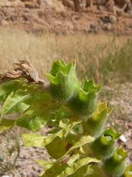 Attēlu rezultāti vaicājumam “Hyoscyamus niger fruit”