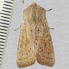 Attēlu rezultāti vaicājumam “Orthosia gracilis”