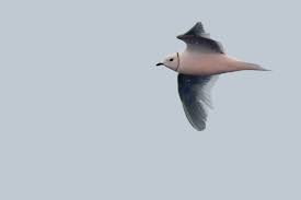 Image result for Rhodostethia rosea