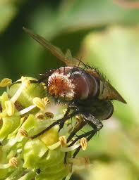 Attēlu rezultāti vaicājumam “Tachinidae”