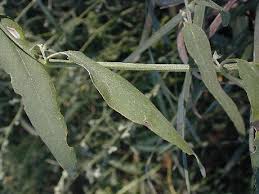 Attēlu rezultāti vaicājumam “Atriplex littoralis fruit”