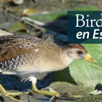 Image result for Porzana carolina