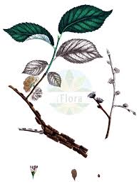 Attēlu rezultāti vaicājumam “Ulmus minor f. suberosa”