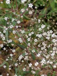 Attēlu rezultāti vaicājumam “Gypsophila paniculata bud”