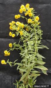 Attēlu rezultāti vaicājumam “Inula britannica flower”