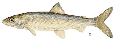 Image result for Coregonus huntsmani