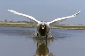 Attēlu rezultāti vaicājumam “Cygnus olor adult”